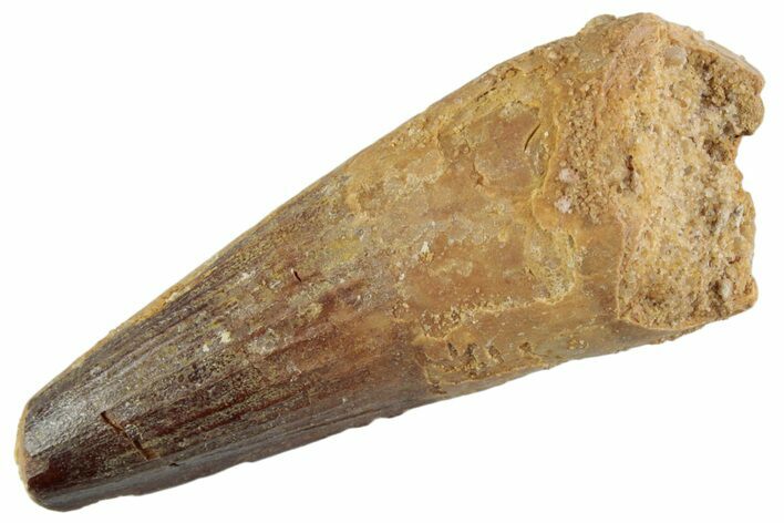 Fossil Spinosaurus Tooth - Feeding Worn Tooth #368024